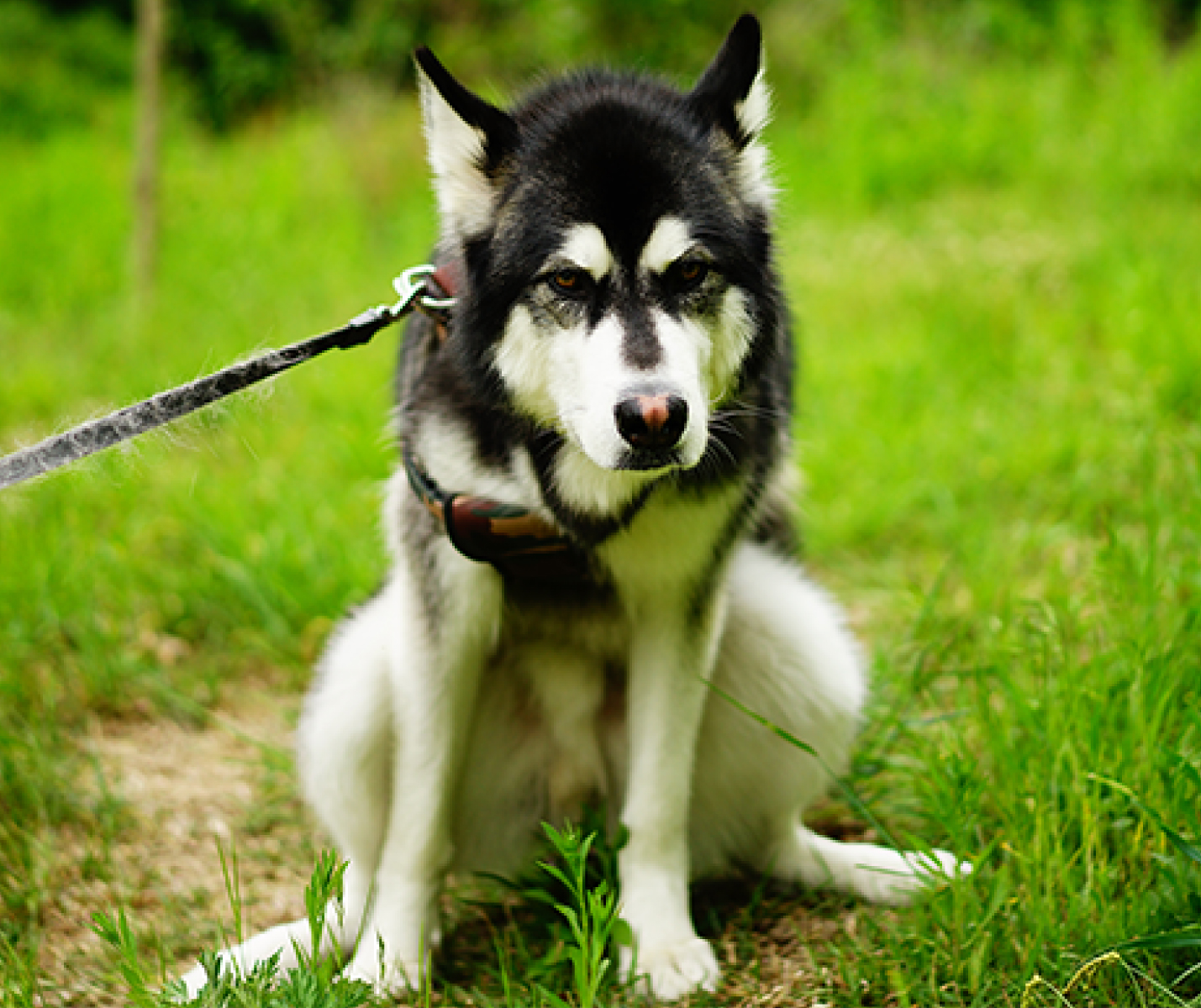 Cómo saber si tu perro está estreñido y qué hacer